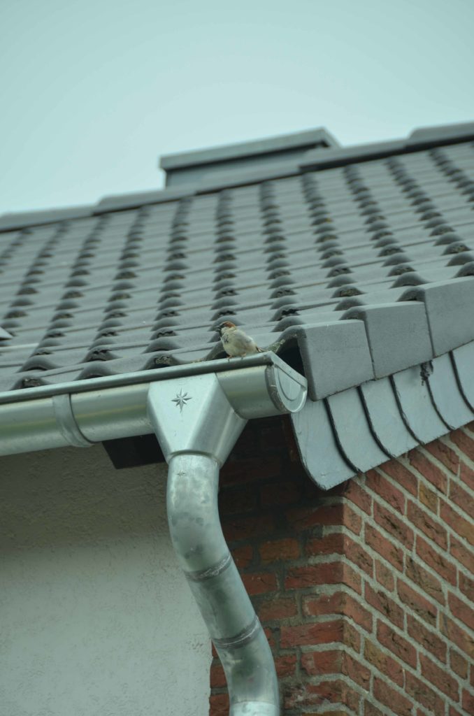 Zinguerie - gouttière